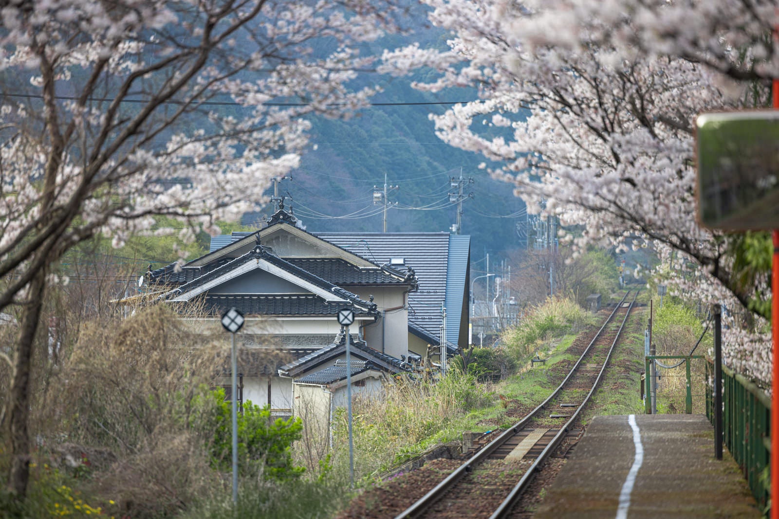 「桜の時期の因美線の線路と三浦駅のホーム」の写真